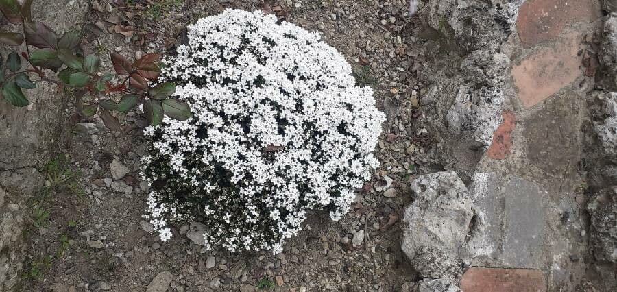 Evergreen candytuft 13