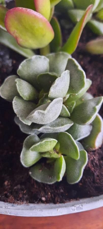 Crassula 14