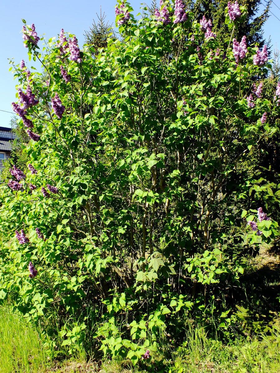 Common lilac 12
