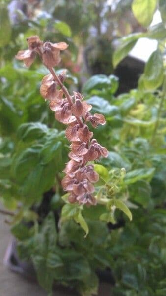 Basil 5