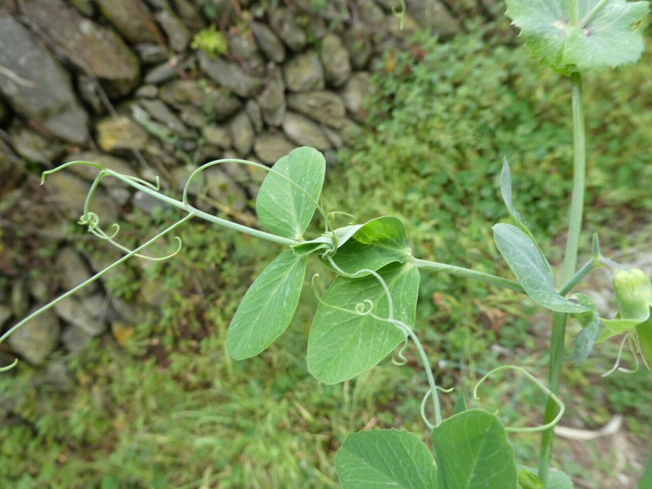 Sugar snap pea 25