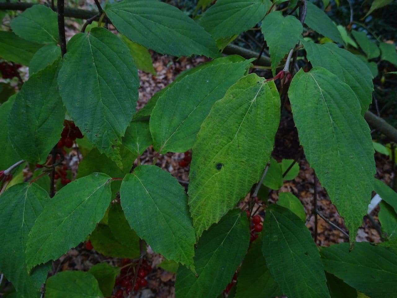 Tea-leaf viburnum 7