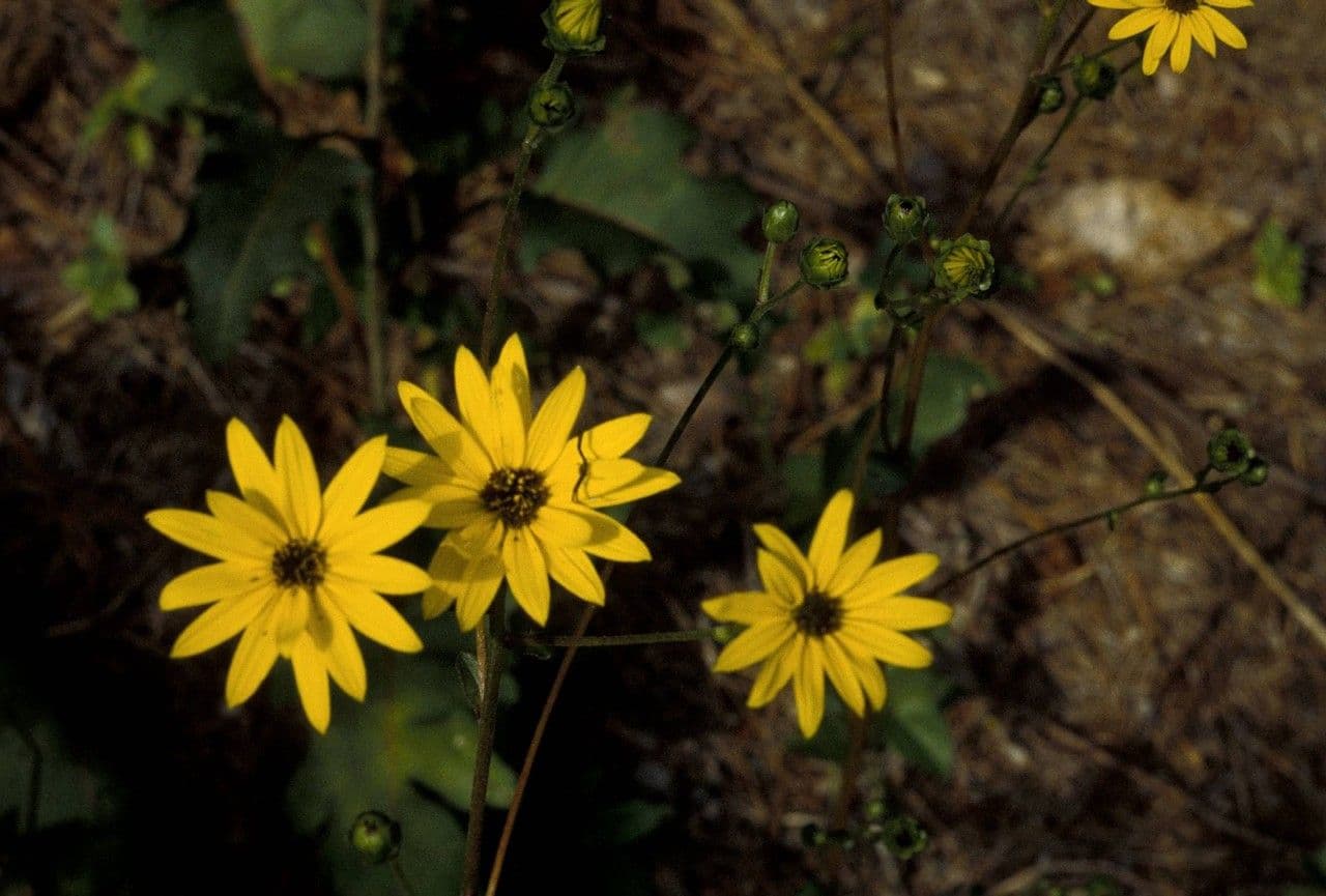 Dark-eyed sunflower 6