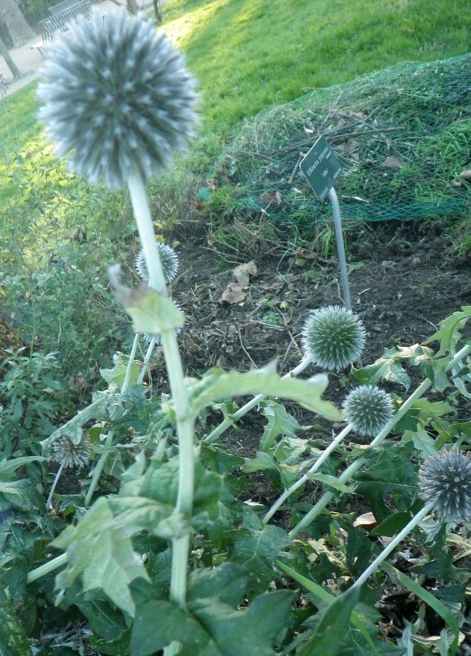 Globe thistle 2