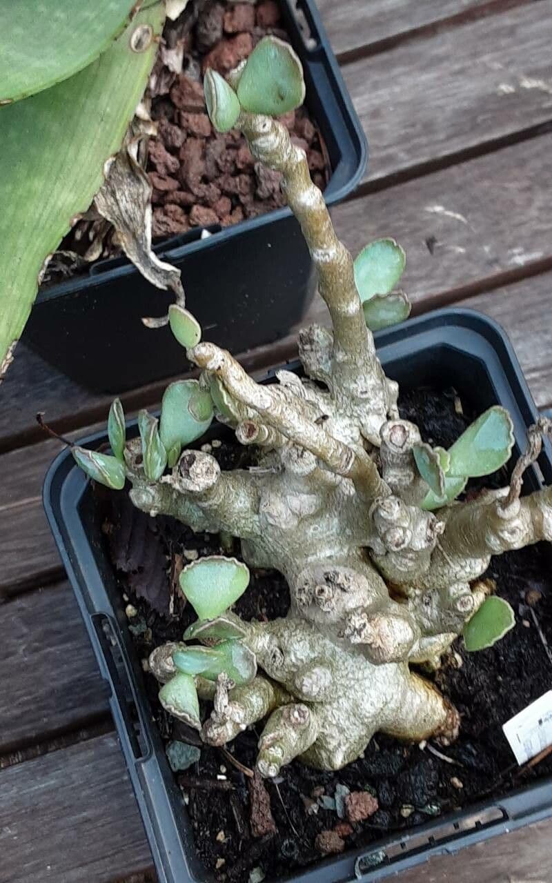 Adromischus 16