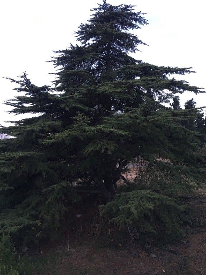 Cedar of lebanon 16