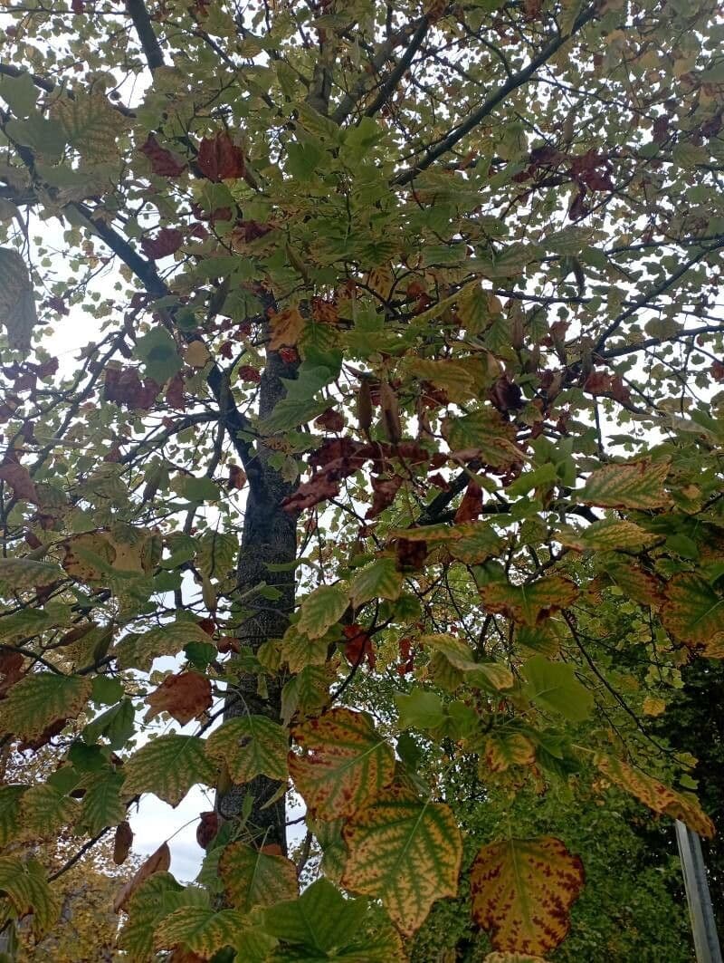 Tulip-poplar 27
