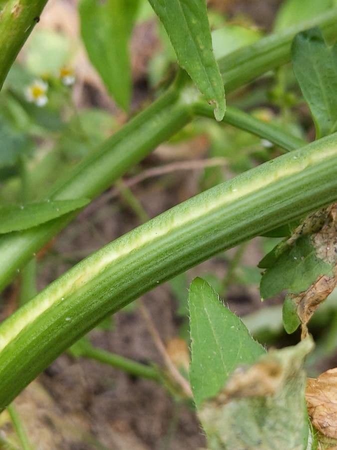 Celery 24