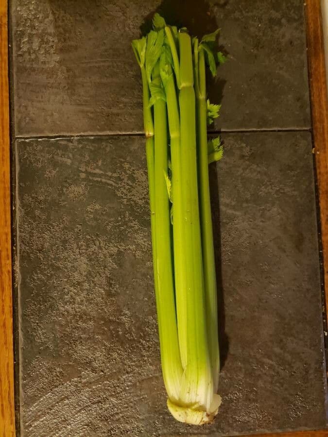 Celery 15