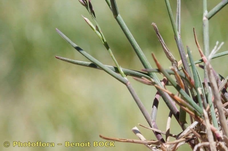 Glaucous Meadow-grass 19