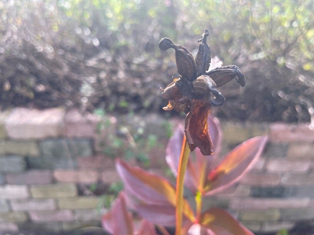 Common garden peony