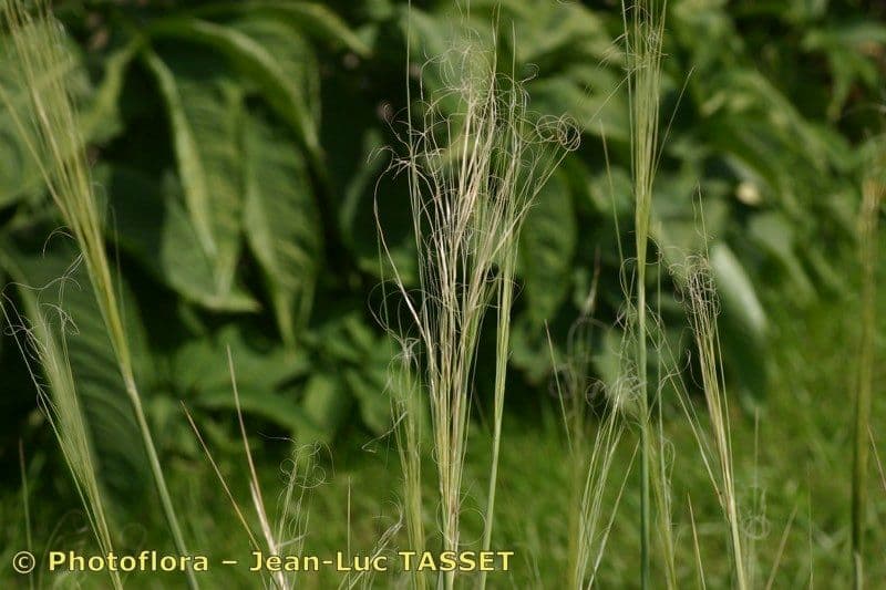 Dwarf feather grass 4