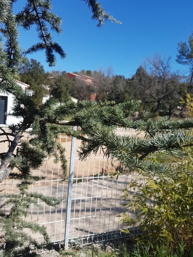 Cedar of lebanon 6