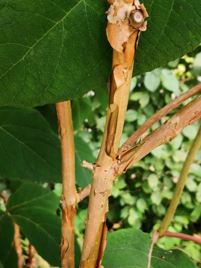 Rough-leaf hydrangea 14