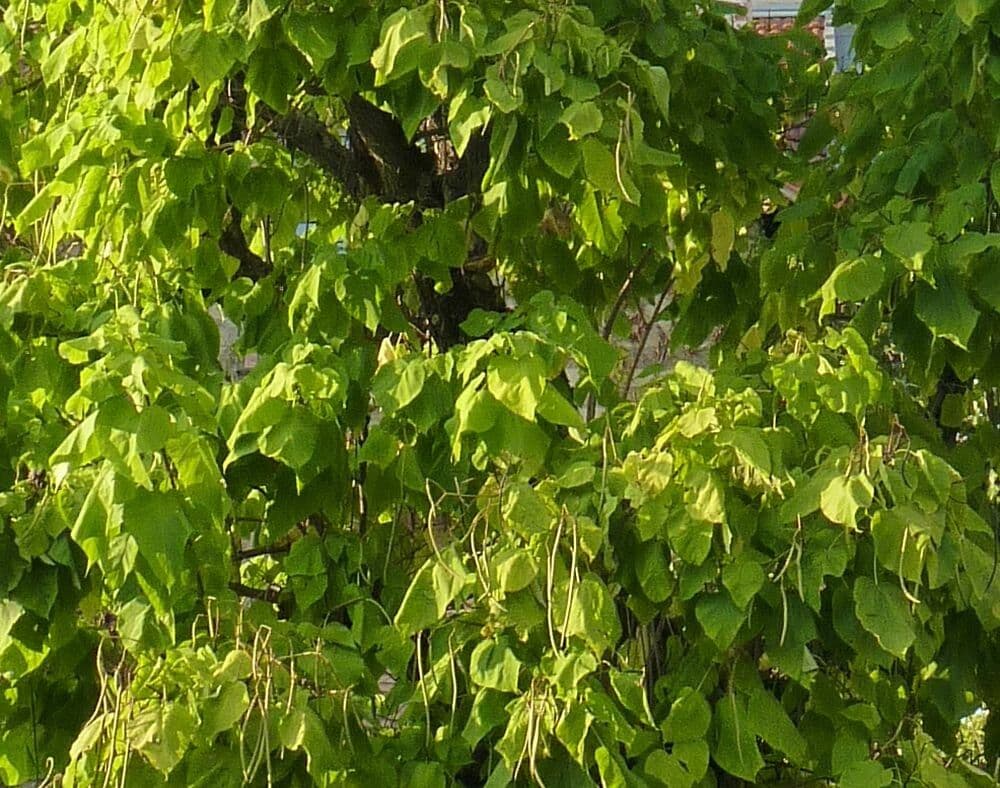 Chinese catalpa 17