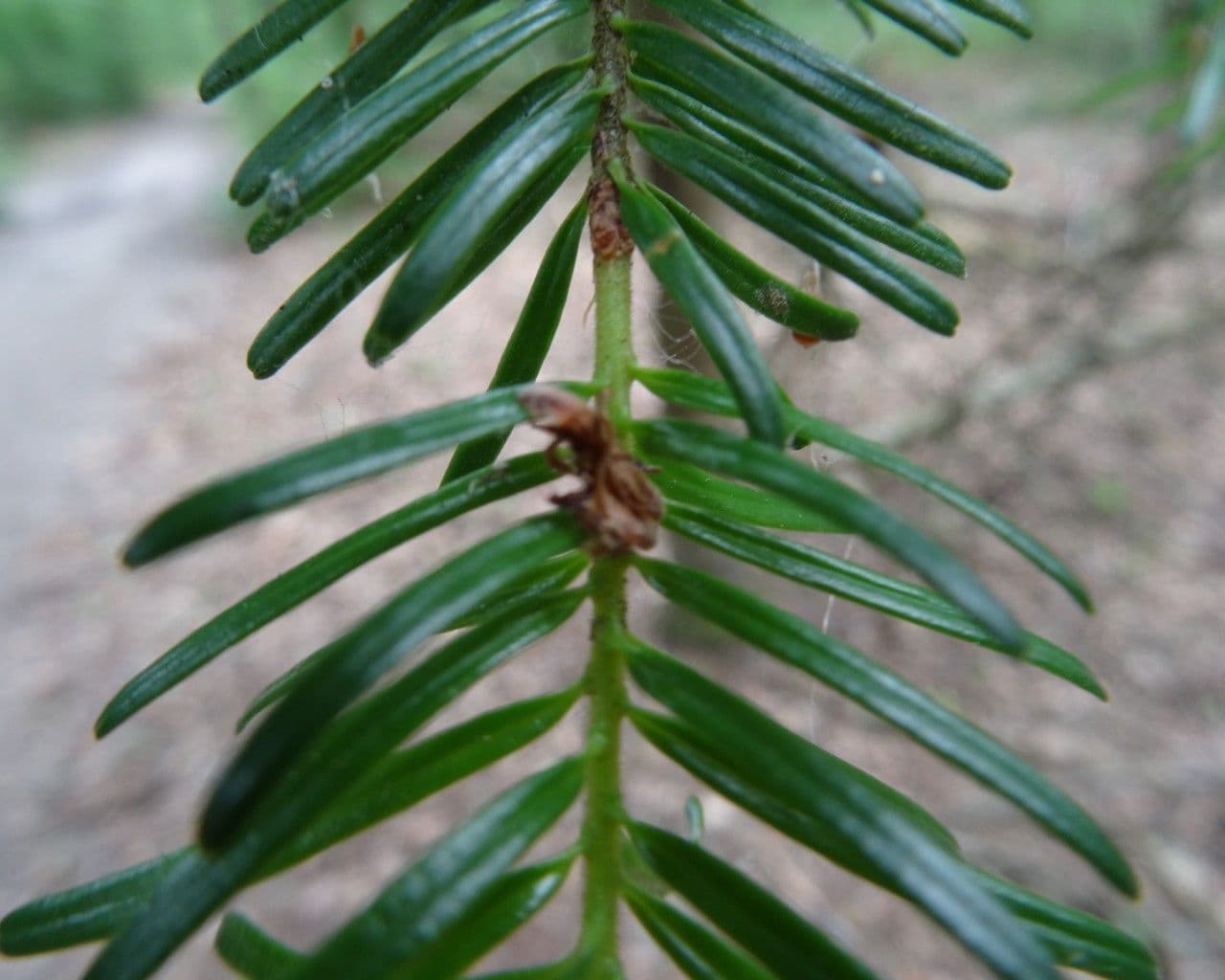 Christmastree 28