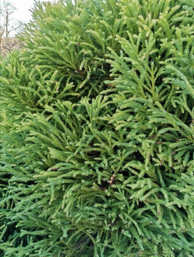 Japanese red-cedar 19