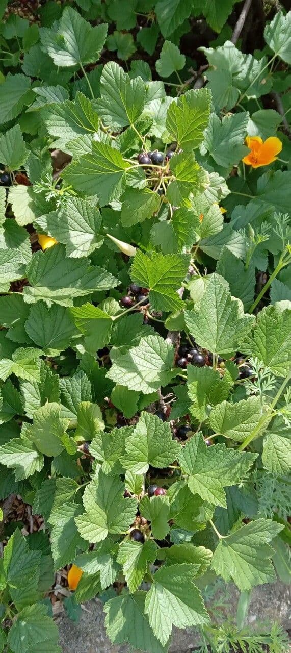 Black currant 12