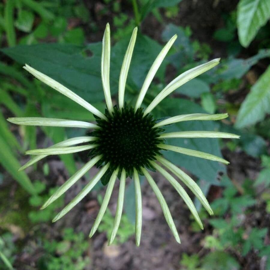 Eastern purple-coneflower 9
