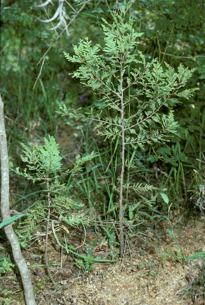 Chilean cedar 9