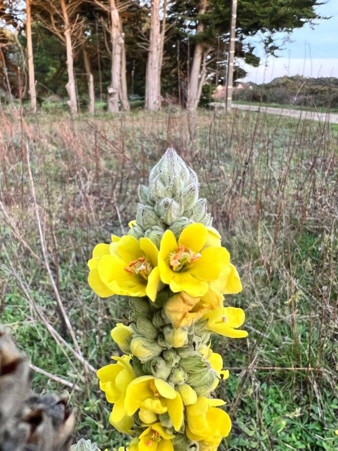 Dense-flower mullein 7