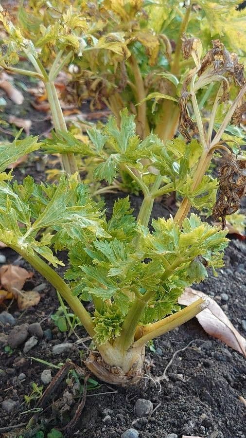 Celery 14