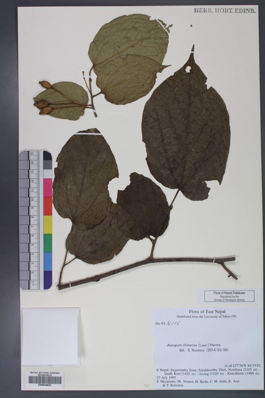 Alangium 19