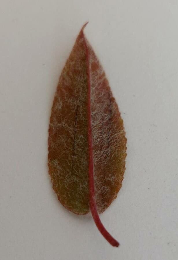 juneberry 20
