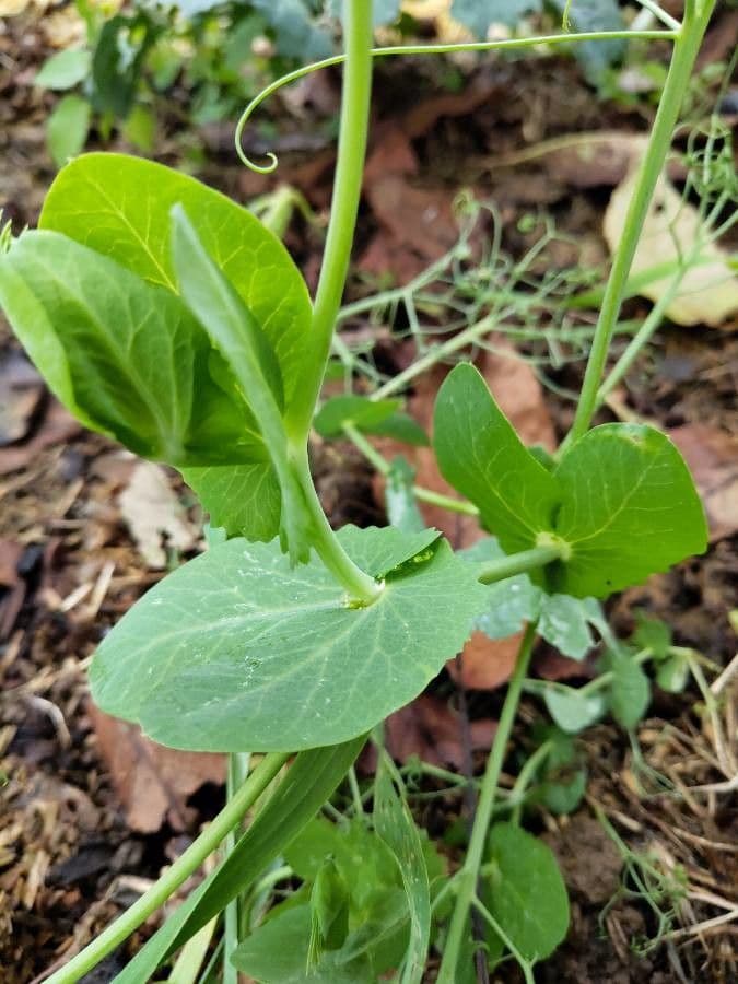 Sugar snap pea 17