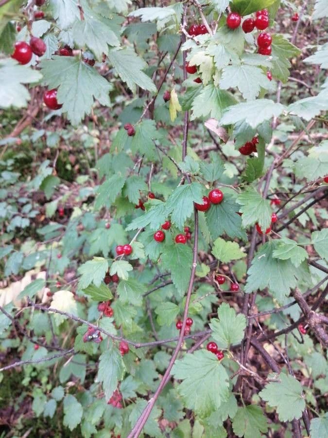 Alpine currant 3