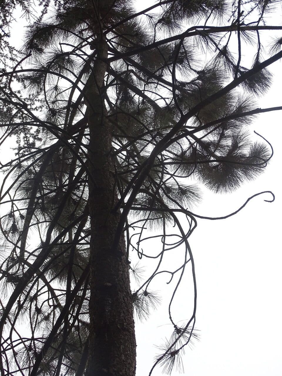 Bigcone pine 6