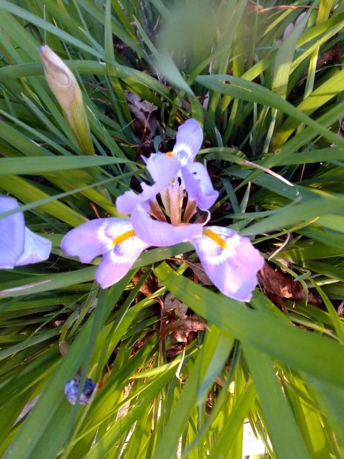 Algerian iris 16