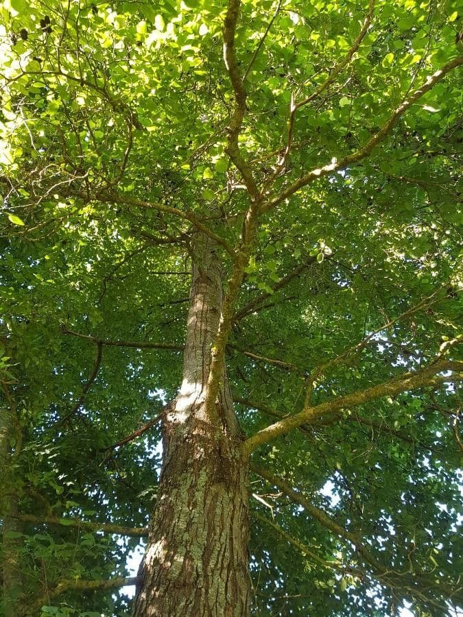Italian alder 12