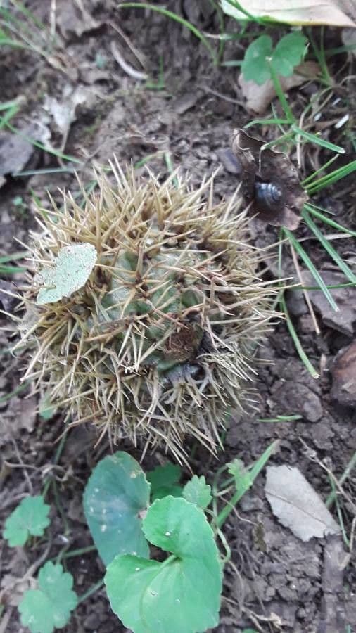 American chestnut 2