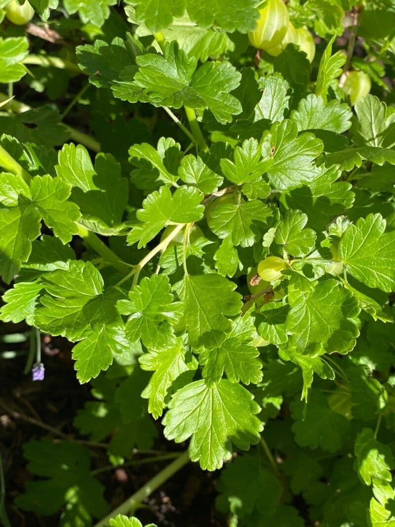 European Gooseberry 18