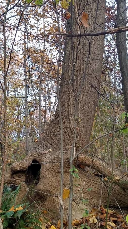 Tulip-poplar 22