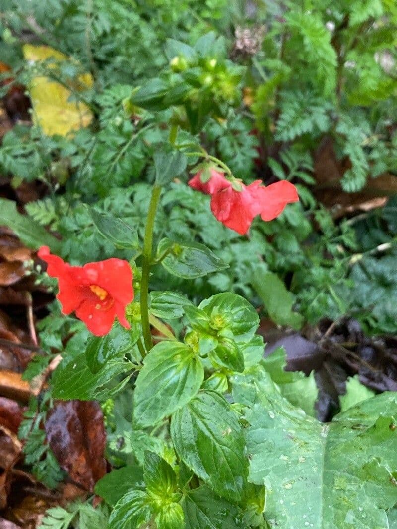 Maskflower 3
