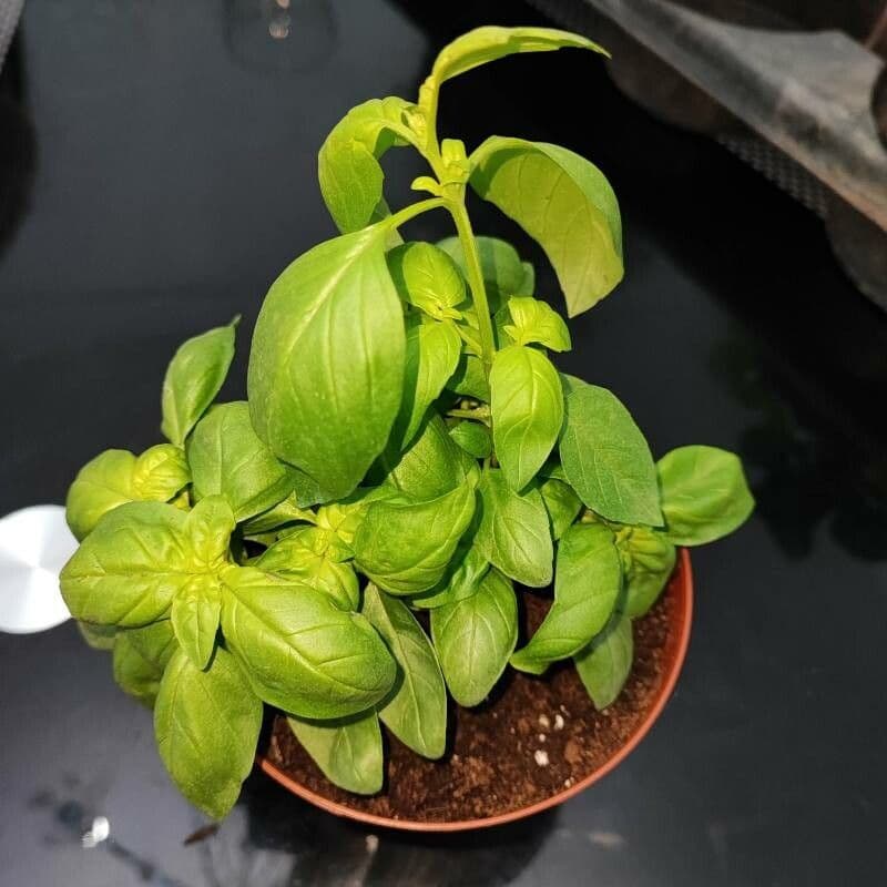 Basil 11