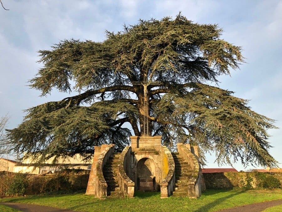 Cedar of lebanon 14