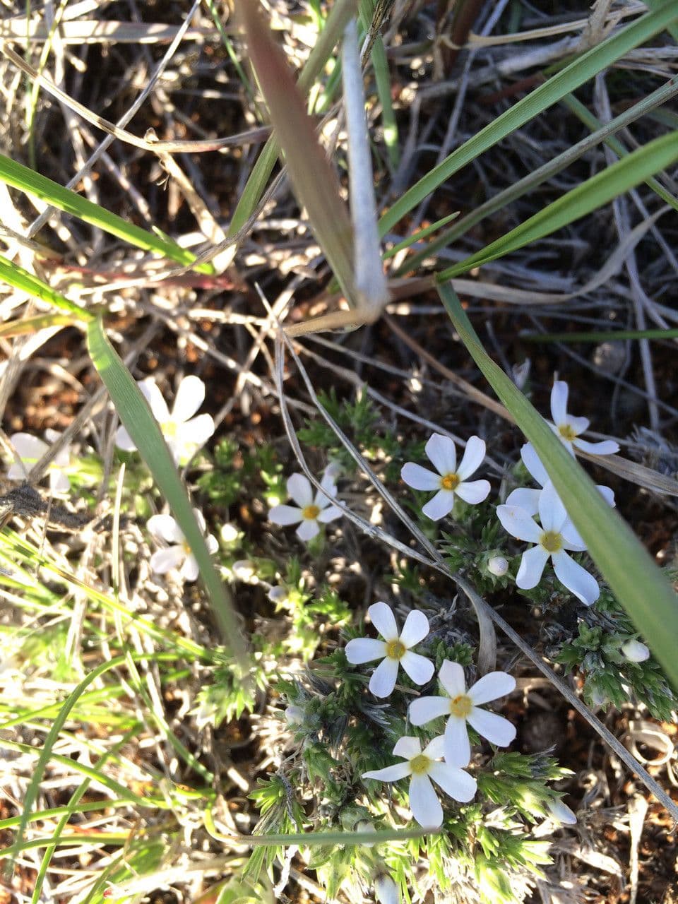 Moss phlox