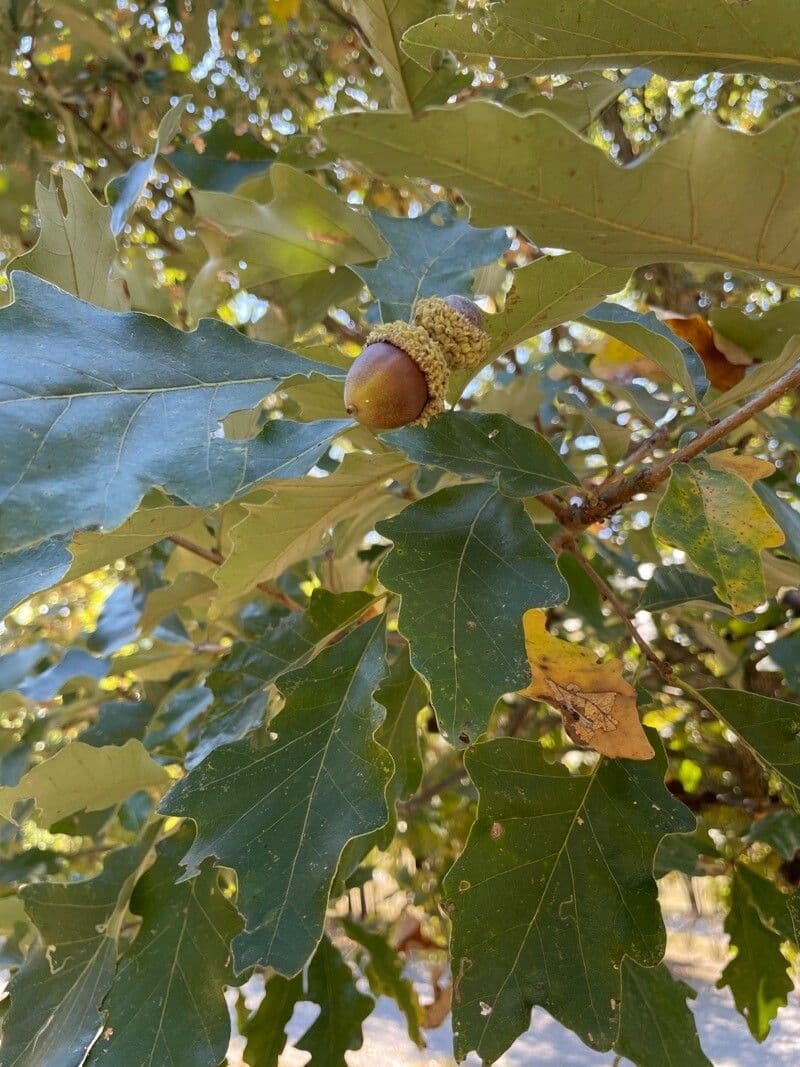 Swamp white oak 4