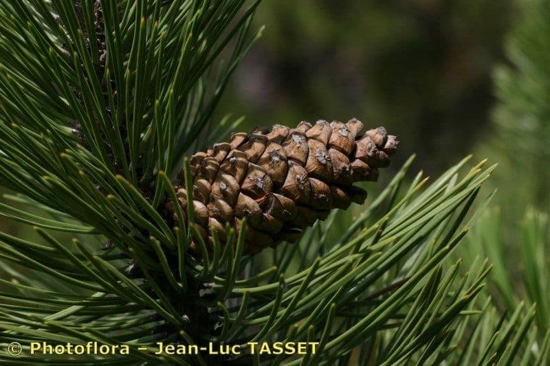 Australian pine 28