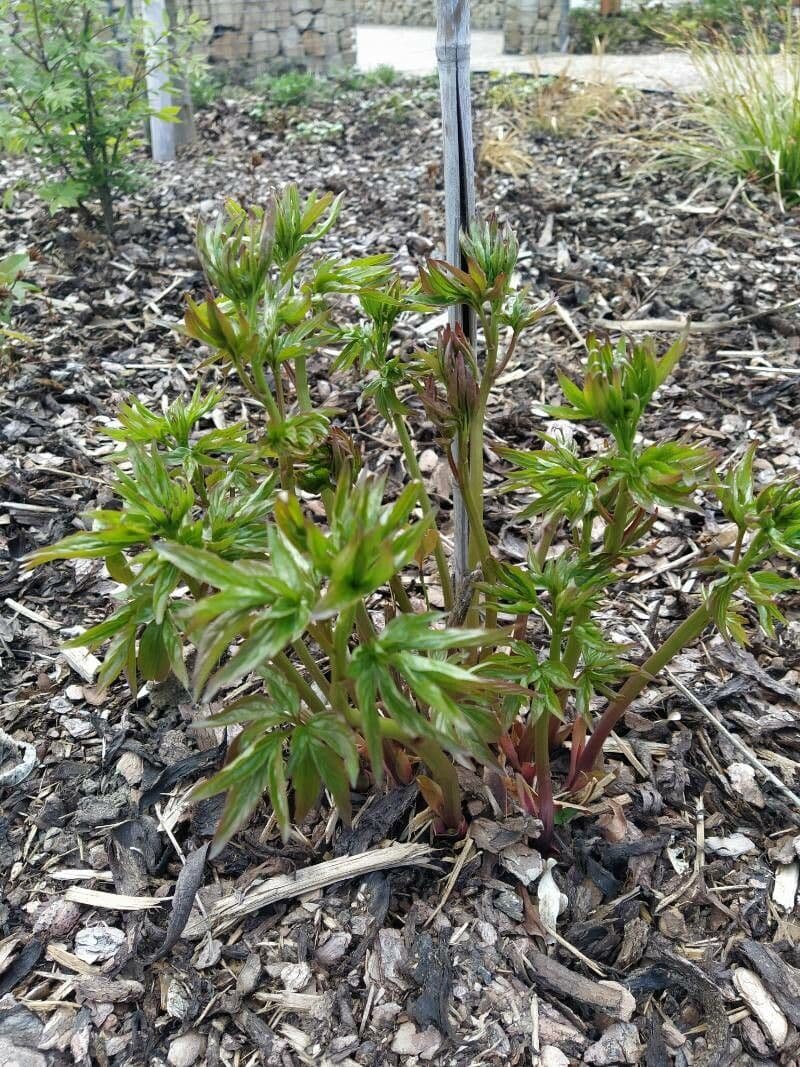 Anomalous peony