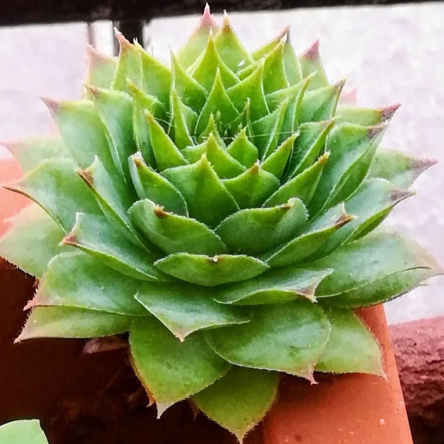 Houseleek 20