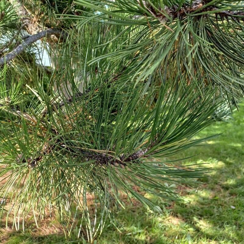 Australian pine 20