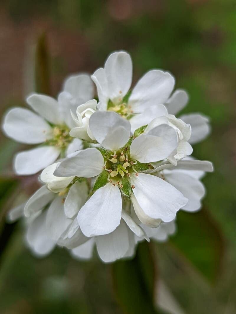 Pacific serviceberry 7