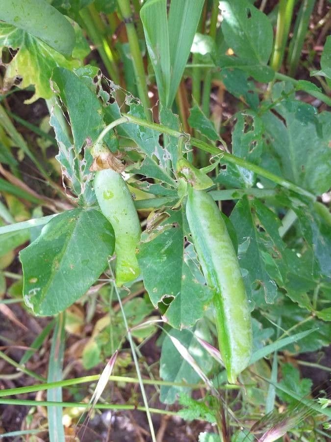 Sugar snap pea 4