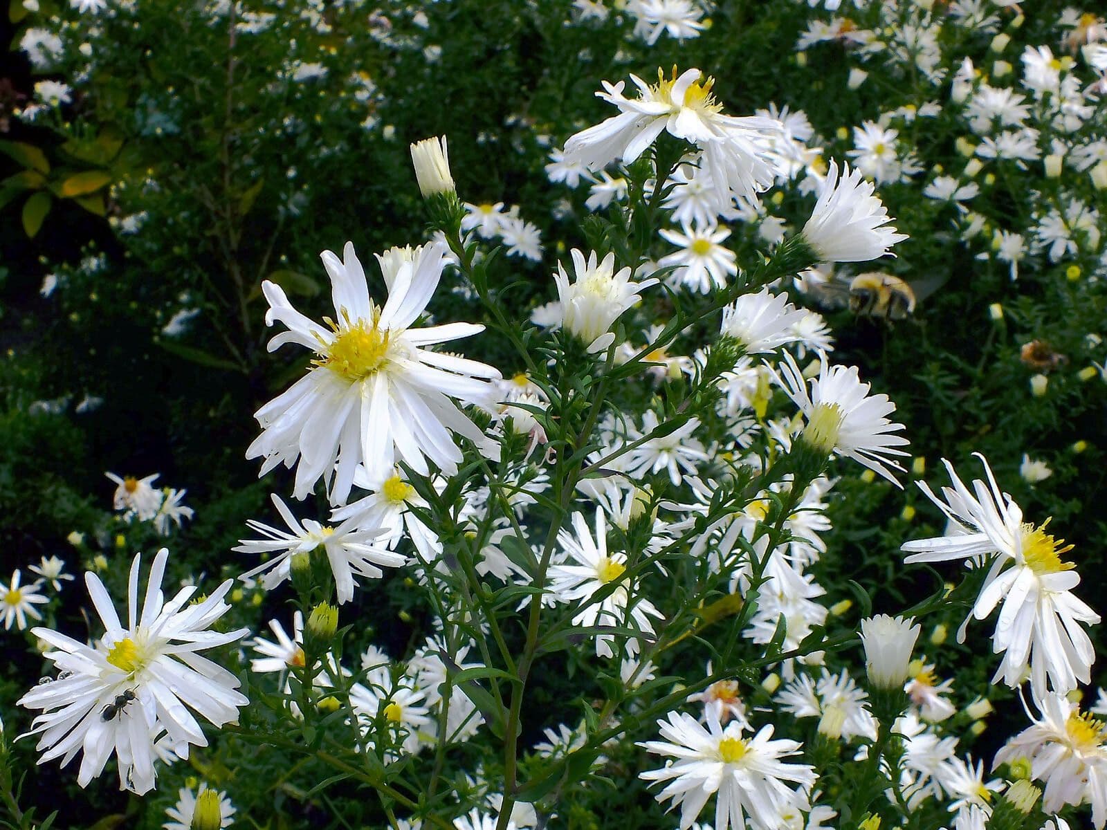 Aster 5