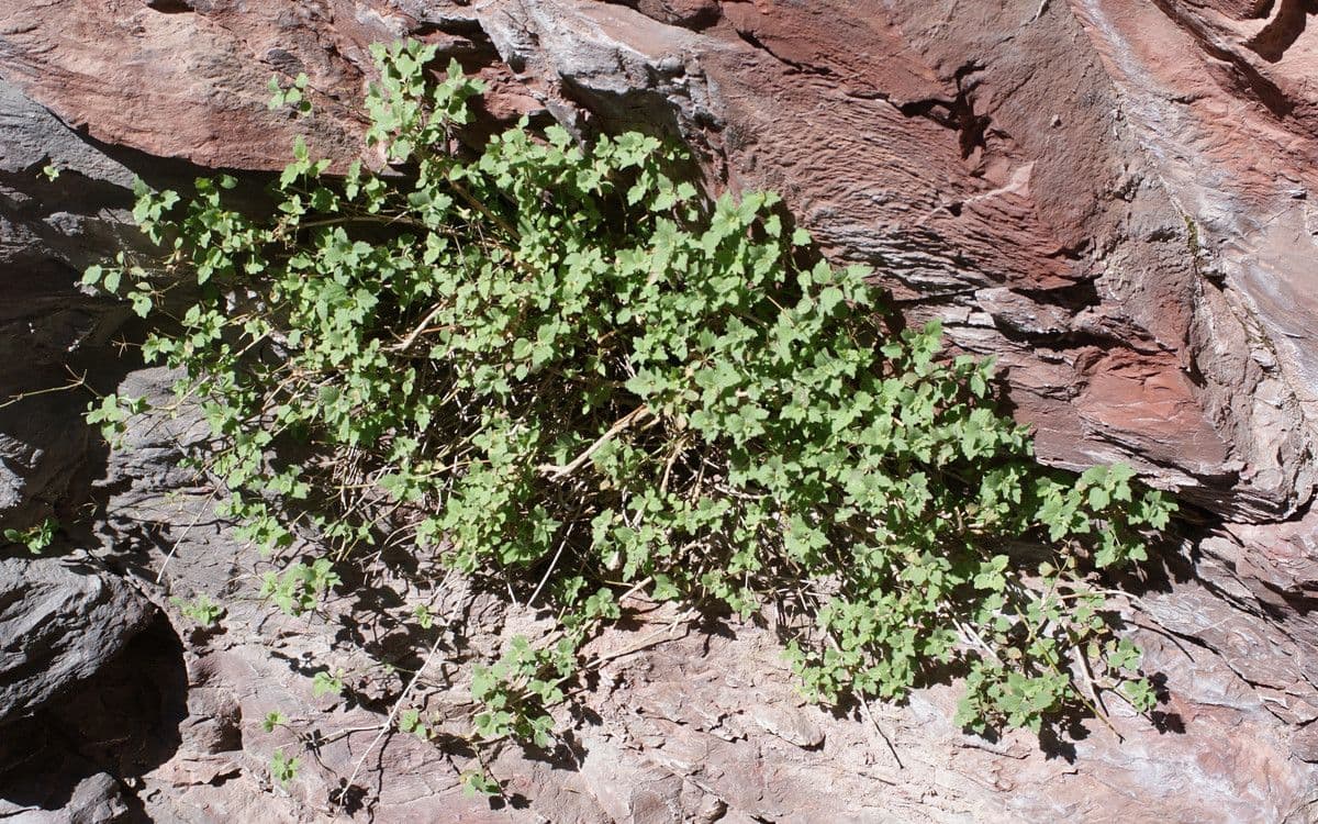 Acanthoprasium 4