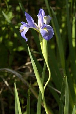 Blue flag 7